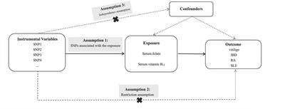 Genetically predicted levels of folate, vitamin B12, and risk of autoimmune diseases: A Mendelian randomization study